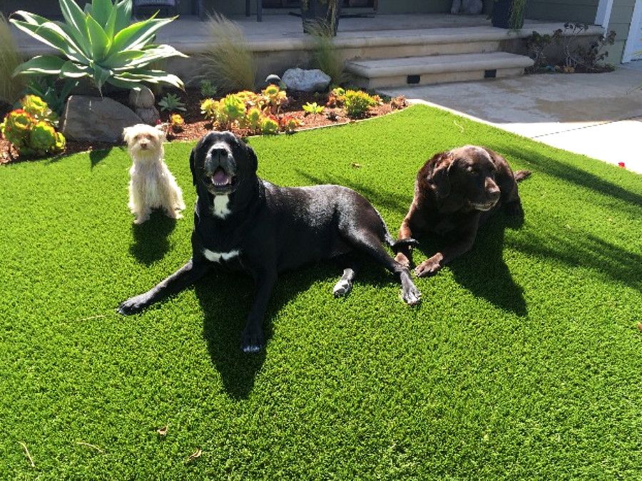 Pet turf installed by Always Green