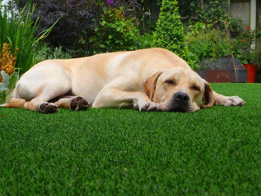 Pet turf installed by Always Green