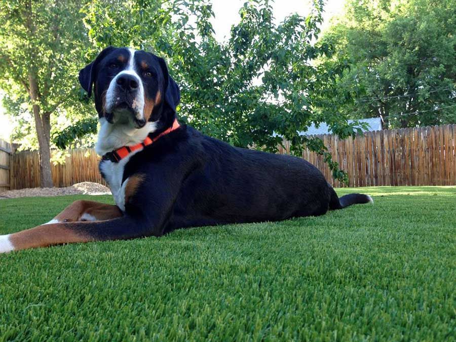 Pet turf installed by Always Green