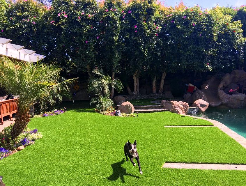 Pet turf installed by Always Green