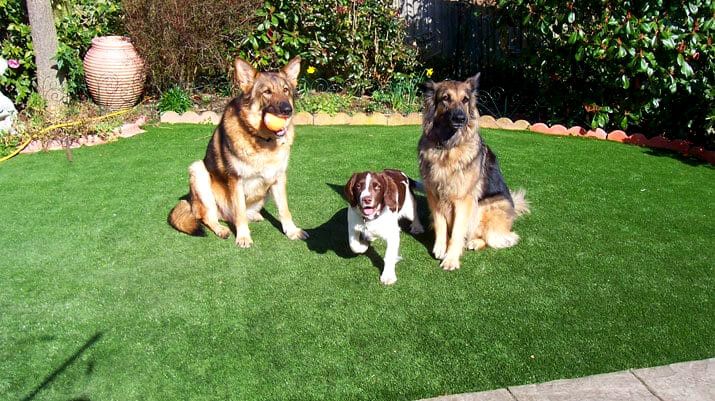 Pet turf installed by Always Green
